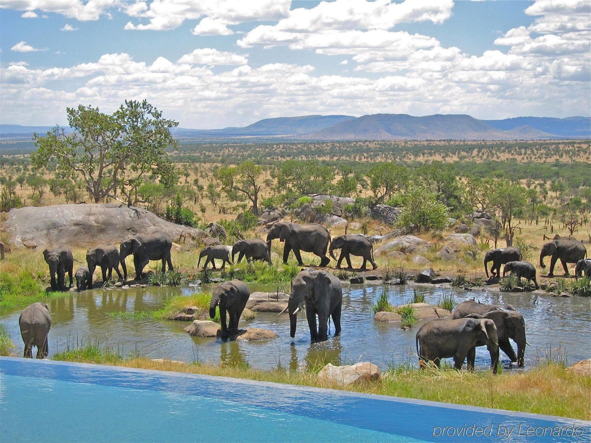 ОТЕЛЬ FOUR SEASONS SAFARI LODGE SERENGETI BANAGI 5* (Танзания) - от 105786  RUB | NOCHI